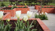 Spring background. A modern vegetable garden with raised bricks beds . Raised beds gardening in an urban garden