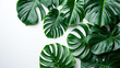 © maxi - Tropical plants, monstera leaves. Floral arrangement, indoors garden, nature backdrop isolated on white background for wallpaper, banner, art prints