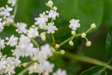 Canvas Print - White wet elderberry flowers after rain.