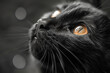 Portrait of a black cat looking up