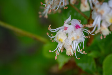 Sticker - Close-up of a chestnut flower and green leaves in the background.