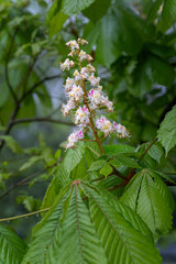 Canvas Print - White chestnut flower on a tree.