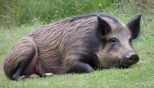 A Boar With A Contented Expression Enjoying A Qui Upscaled 6