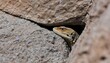 A Lizard Hiding In A Crevice In The Rocks