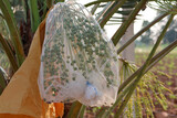 Fototapeta Storczyk - Date palm baby fruit had protection by mesh fabric bag from the insects,  growth in Thailand farming.