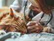 red cat lying on the bed with a stethoscope around its neck being examined by a veterinarian