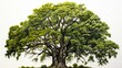 © duyina1990 - An illustration of a large tree with green leaves.