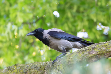 hooded crow on a pine branch