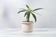 Dorstenia foetida variegata or Dorstenia Plant on the white pot.