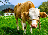 Fototapeta Natura - nice cow at a farm in austria