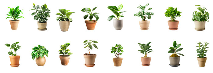 Poster - Collection of house plants with pots isolated white or transparent background