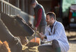 © Budimir Jevtic - Veterinarian with tablet checking cattles in cowshed