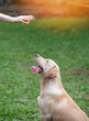 Funny labrador with dog instructor