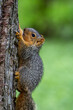 Baby Fox Squirrel on a Tree