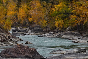 Wall Mural - Russia. The South of Western Siberia, the Altai Mountains. Picturesque banks of the Chuya River near the village of Aktash, painted in yellow tones in late autumn.