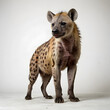 spotted hyena in the savannah