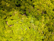 Top down aerial view of the aokigahara forest near Mount Fuji, Japan