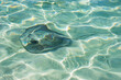 © Tetra Images - USA, USVI, St. John, Stingray in the shallows at Maho Bay