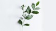 Fresh Green Branch with Leaves on White Background