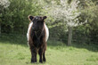 portrait of cute Belted galloway calf