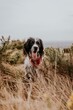 English Springer Spaniel dog in field photo
