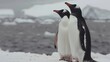   Two penguins stand side by side on a snowy ground, behind them lie icebergs