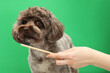 Woman brushing cute Maltipoo dog's teeth on green background, closeup. Lovely pet