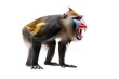 A mandrill standing tall, baring its teeth against a white background