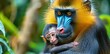 Mother mandrill tenderly cradling her adorable baby in a protective embrace.
