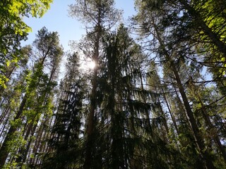 trees in the forest