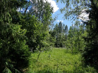 trees in the forest