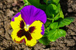 Beautiful garden pansy Viola wittrockiana flower closeup with colourful yellow and purple petals