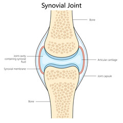 Wall Mural - Human synovial joint structure diagram hand drawn schematic vector illustration. Medical science educational illustration