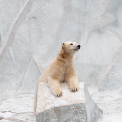 Wall Mural - Funny white bear. Polar bear in a funny pose.