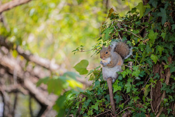 Wall Mural - Cute squirrel eating on tree branch, spring time, outdoor