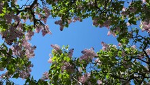 Lilac Syringa Flowers And Blue Sky.