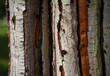 A close-up view of a cherry tree's bark, its smooth surface peeling away to reveal lighter patches beneath, generative AI