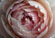 A close-up view of a peony's tightly packed petals, its layers forming a dense sphere, ranging from pink to white, generative AI
