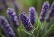 A close-up view of a cluster of lavender buds, their purple hues contrasting against their green stems, ready to bloom, generative AI