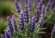 A close-up view of a cluster of lavender buds, their purple hues contrasting against their green stems, ready to bloom, generative AI