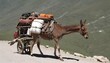 A Mule With A Pack Saddle Loaded With Supplies Fo Upscaled 4