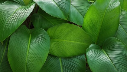 Sticker - vector tropical frames green leaves wallpaper pictures background hd