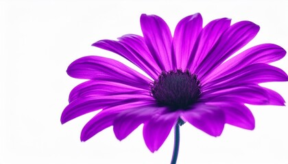 Wall Mural - neon purple trippy flower isolated on white background