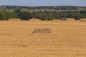 bales of straw on the field after the wheat harvest against the backdrop of the city