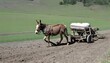 A Mule Pulling A Plow Through A Field Helping Wit Upscaled 4