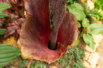 Devils tongue or Amorphophallus Konjac plant in Zurich in Switzerland