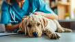 A veterinarian gives an injection to a Labrador retriever. AI.