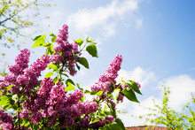 A Large Branch Of Lilac Blossoms. Bright Flowers Of Spring Lilac Bush. Spring Lilac Flowers Close-up On A Blurred Blue Sky Background