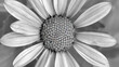   A monochromatic image depicts a sunflower's central portion