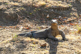 Fototapeta Góry - A gigantic, venomous Komodo Dragon roaming free in Komodo National Park, Flores, Indonesia. The dragon is fixated on its pray, following the scent. Dangerous animal in natural habitat.